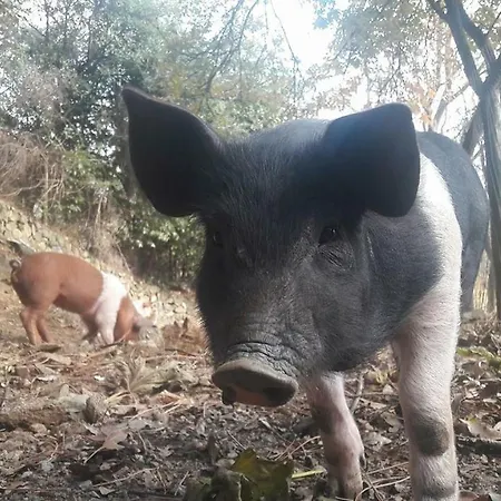 Agriturismo Fattoria Montecontessa Genoa