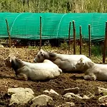 مزرعة للإقامة Agriturismo Fattoria Montecontessa جنوة
