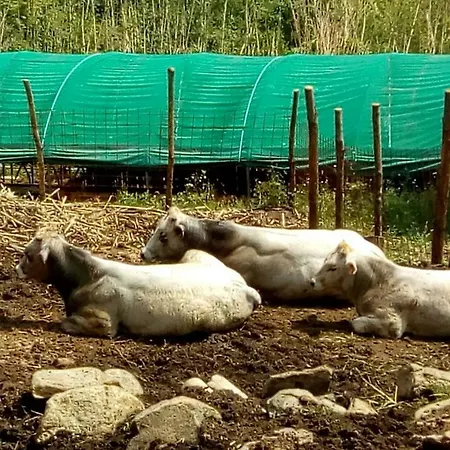 ファームステイ Agriturismo Fattoria Montecontessa ジェノヴァ