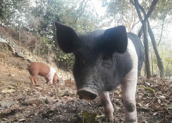 Agriturismo Fattoria Montecontessa Genova